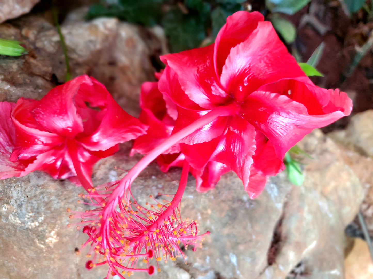 🌺 Hibiscus hair growth oil