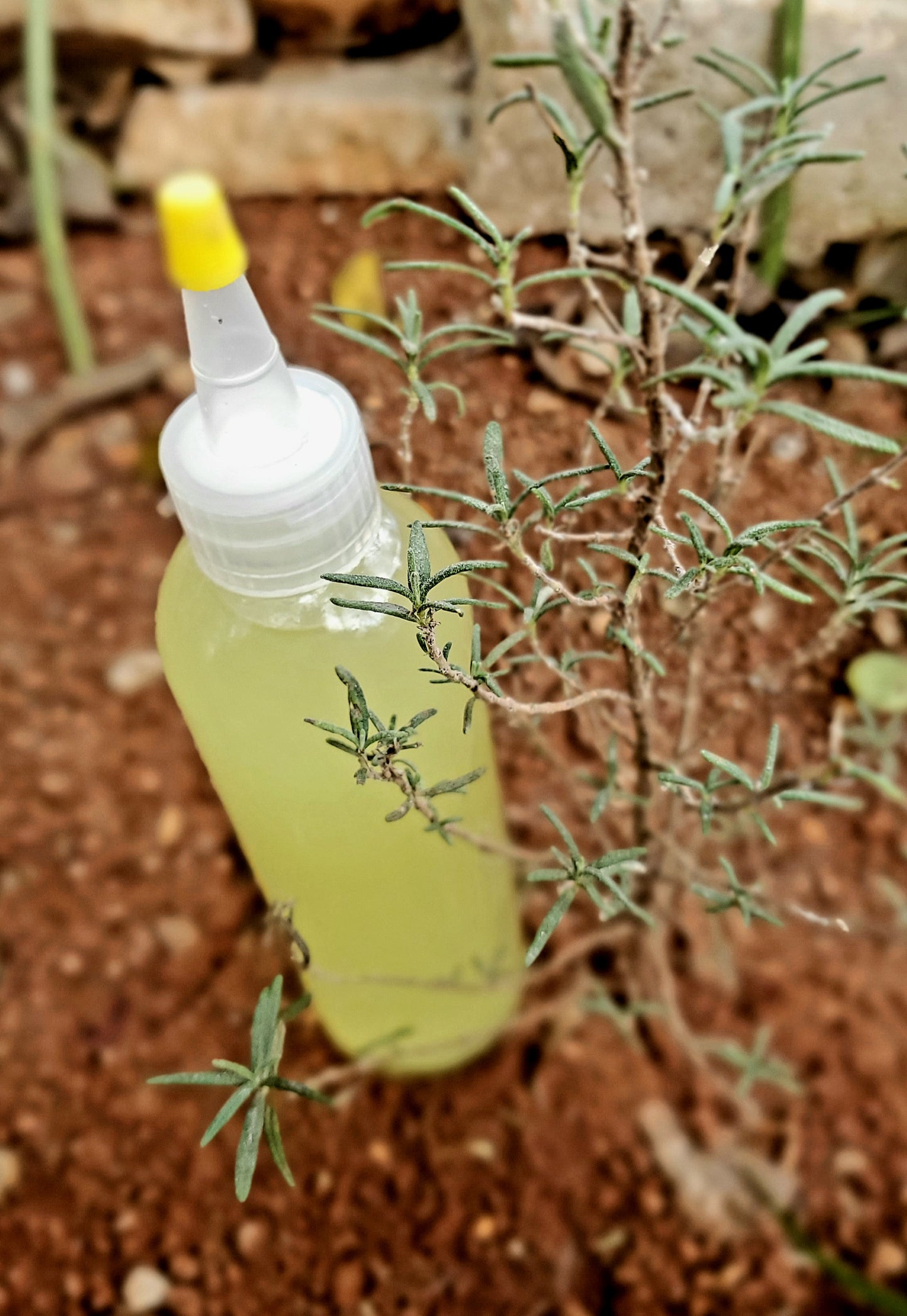 ROSEMARY OIL